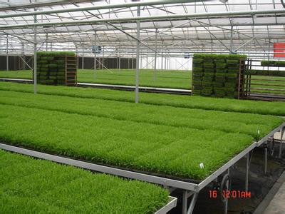 規模訂單種植粳糯稻