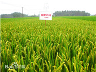油菜籽收儲(chǔ)取消?國(guó)內(nèi)大米價(jià)格會(huì)有影響嗎?